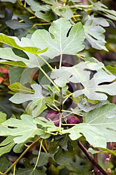 Foliage and fruits of common fig