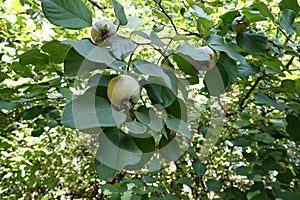 Foliage and fruits of Cydonia oblonga