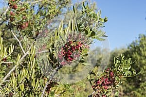 Foliage and fruits of Mastic tree, Pistacia lentiscus