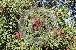 Foliage and fruits of Terebinth, Pistacia terebinthus photo