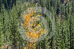 Foliage on the Gallatin Skyline Trail, Yellowstone National Park, Wyoming