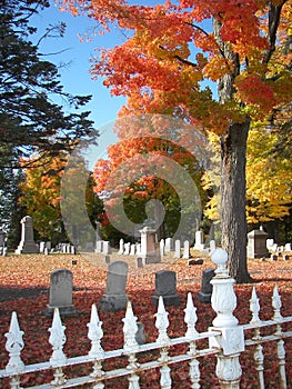 Foliage in Graveyard