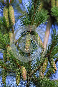 Foliage and green cones of Macedonian pine - Pinus peuce - as a natural green background photo