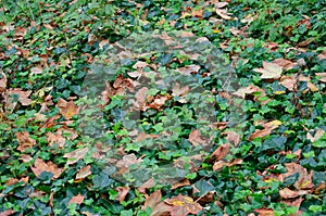 Foliage, green grasses and leaves photo
