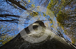 Foliage of holm and blue sky, autumn, forest Casentinesi, Tuscan