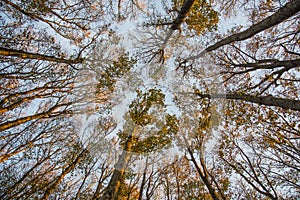 Foliage of holm and blue sky, autumn, forest Casentinesi, Tuscan