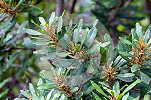 Foliage and inflorescence of a fire tree, Myrica faya