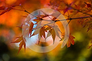 Foliage of Japanese maple tree photo