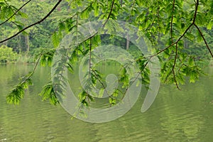 Foliage of large Dawn Redwood High Park overhanging Grenadier Pond spring