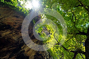 Foliage of a large tree meets a limestone rock - tropical forest in Thailand