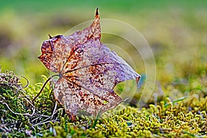 A foliage leaf in moss