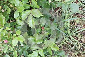 Foliage leafts grass bud