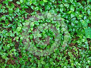 Foliage, leaves, green grass texture, leaf texture. Green leaf pattern, leaves background.