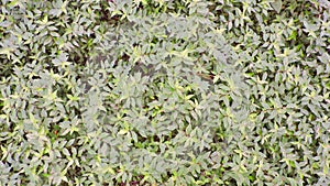 Foliage, leaves, green grass texture, leaf texture. Green leaf pattern, leaves background.