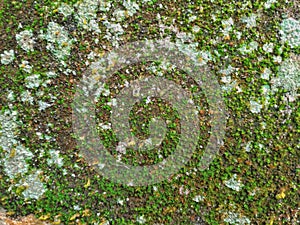 Foliage, leaves, green grass texture, leaf texture. Green leaf pattern, leaves background.