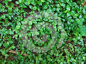 Foliage, leaves, green grass texture, leaf texture. Green leaf pattern, leaves background.