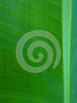 Foliage, leaves, green grass texture, leaf texture. Green leaf pattern, leaves background.