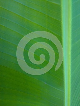 Foliage, leaves, green grass texture, leaf texture. Green leaf pattern, leaves background.