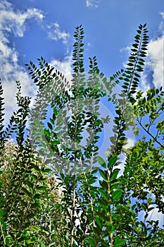 The foliage of Ligustrum sinense