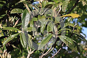 Foliage of loquat or Japanese medlar or Japanese plum