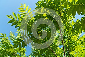 Foliage of Manchurian Walnut or Dumbei Walnut Latin JÃºglans mandshÃºrica against a blue sky on a sunny summer day