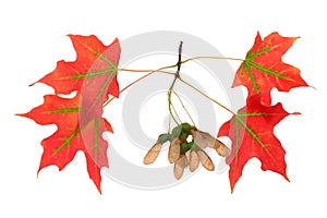 foliage of maple leaf