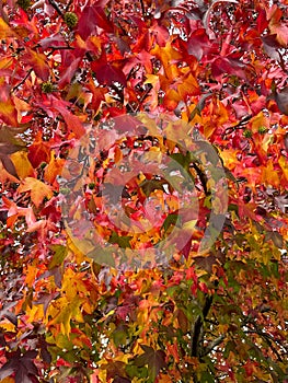 Foliage of maple tree with intense red and orange colored autumn leaves