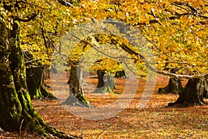 Foliage in Monti Simbruini national park, Lazio, Italy. Autumn colors in a beechwood. Beechs with yellow leaves