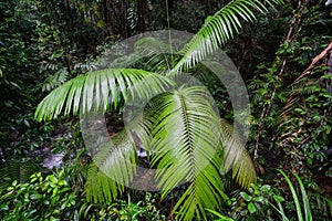 Foliage in the Mossman gorge in Queensland, Australia