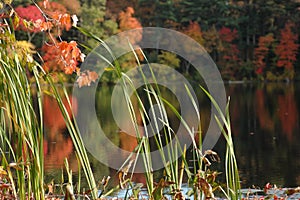 Foliage Near a Quiet Pond