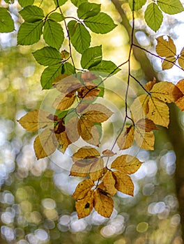 Foliage and nice bokeh background photo