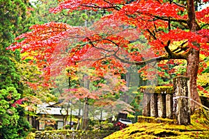 Foliage in Nikko