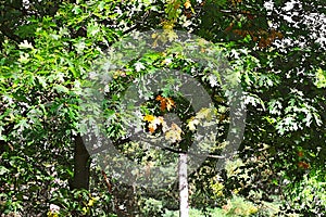 Foliage of old oak in autumn park Oleksandriya in Bila Tserkva