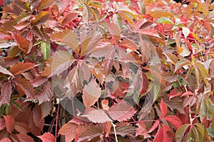 Foliage of Parthenocissus quinquefolia in shades of red