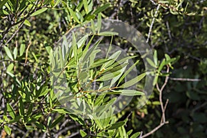 Foliage of Phillyrea angustifolia