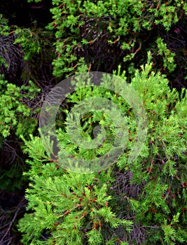 Foliage pattern for natural backdrop