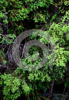 Foliage pattern for natural backdrop