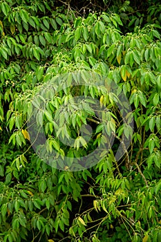 Foliage of Piper Aduncum in the forest photo