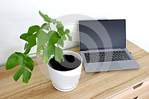 Foliage plant and notebook on the wooden table in the room