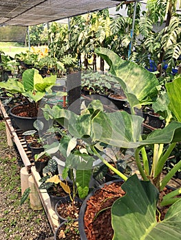 Foliage plants in the garden