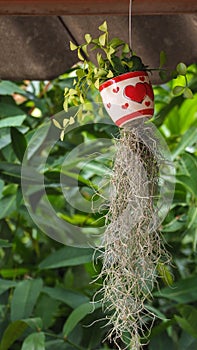 Foliage plants or Hanging plants such as Asclepiadaceae.