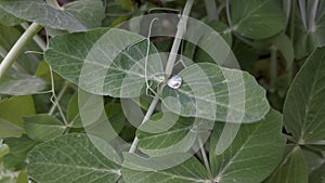 foliage plants peas