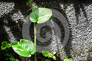 Foliage plants in tropical garden on background