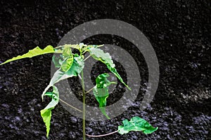 Foliage plants in tropical garden on background