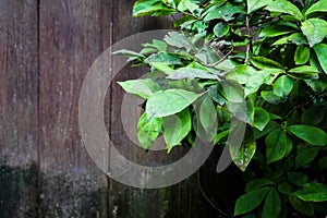 Foliage plants in tropical garden on background