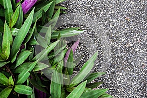 Foliage plants in tropical garden on background