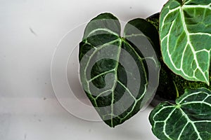 Foliage plants in tropical garden on white background