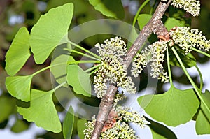 Foliage and pollen cones of male ginkgo