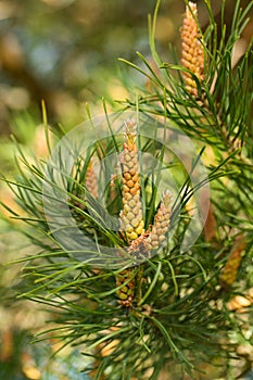 Foliage And Pollen Cones Of Pine In Spring Close Up