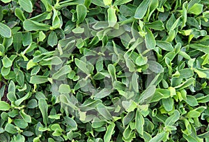 Foliage of Polygonum aviculare